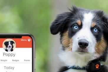 Dog and app
