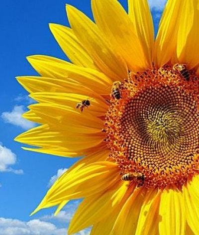 image of bees pollinating sunflower