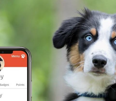Dog and app